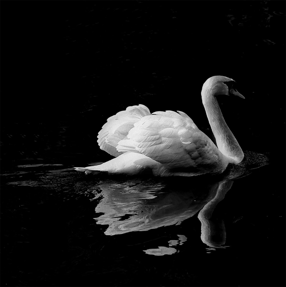 swan-home-story